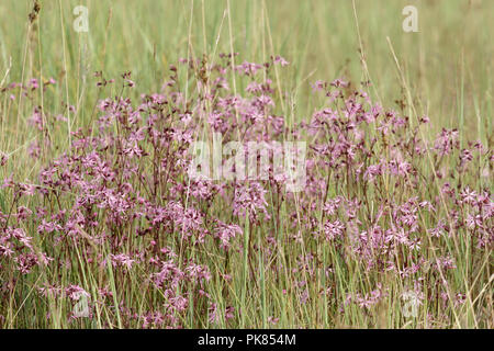 Ragged Robin (Silene flos-cuculi) Banque D'Images