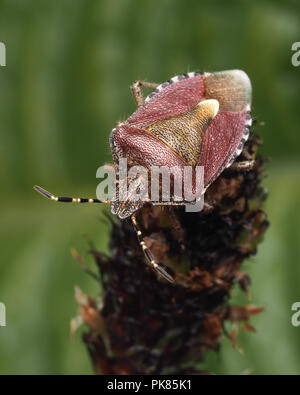 Dolycoris baccarum (Shieldbug poilue) perché au sommet de la tige de plantain. Tipperary, Irlande Banque D'Images