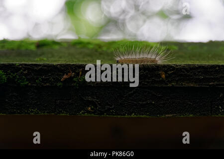 Ramper Caterpillar sur planche en bois, échapper à la sauvagerie Banque D'Images