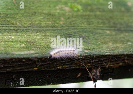 Ramper Caterpillar sur planche en bois, échapper à la sauvagerie Banque D'Images