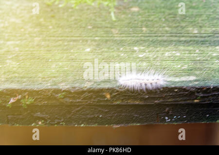 Ramper Caterpillar sur planche en bois, échapper à la sauvagerie Banque D'Images