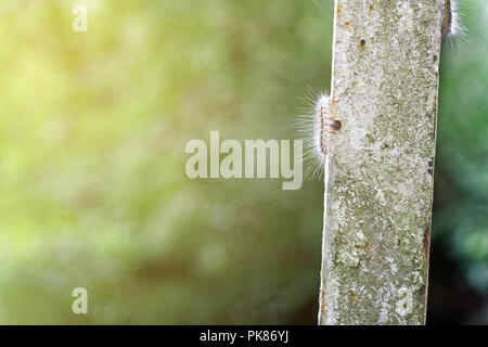 Ramper Caterpillar sur planche en bois, échapper à la sauvagerie Banque D'Images