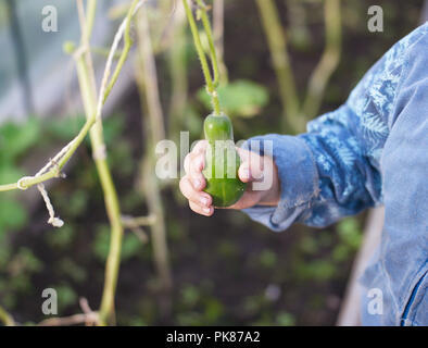 Un enfant main tenant un concombre dans une serre, selective focus shot Banque D'Images