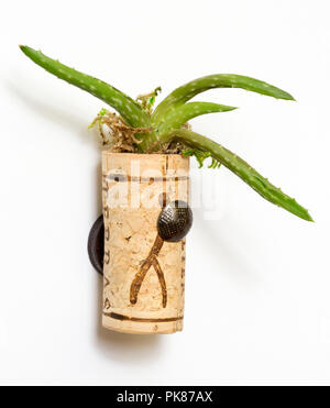 Plantes Succulentes dans un vin bricolage semoir liège attaché à un réfrigérateur par un aimant. Banque D'Images