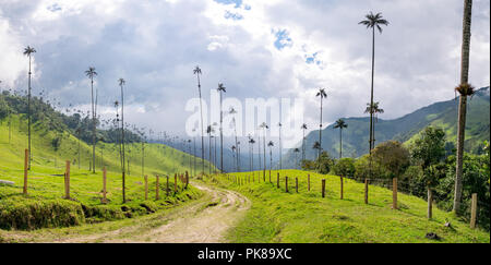 Hills et de grands palmiers de cire dans la vallée de Cocora près de Salento, Colombie Banque D'Images