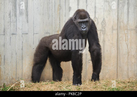 Gorille de plaine de l'ouest (Gorilla gorilla gorilla) au Zoo de Heidelberg à Heidelberg, Bade-Wurtemberg, Allemagne. Banque D'Images