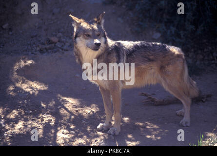 Pas 1032493 Loup Canis lupus baileyi mexicain une sous-espèce du loup gris. Arizona Sonora Desert Museum Banque D'Images