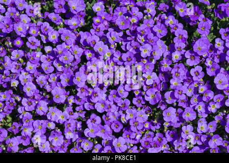 Aubretia, Aubrieta sp., coloré, lumineux mauve violet fleurs au début du printemps sur un jardin de rocaille, Berkshire, Mars Banque D'Images