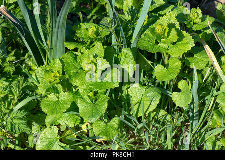 Jack-par-la-haie, l'alliaire officinale, Alliaria petiolata, et repousses de céréales, d'herbes dans une récolte les poireaux jeunes, Avril Banque D'Images