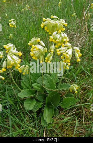 Un coucou bleu, Primula veris, plante en fleur avec deux premières feuilles et d'un bourgeon, Neottia ovata listère, Berkshire, Mai Banque D'Images