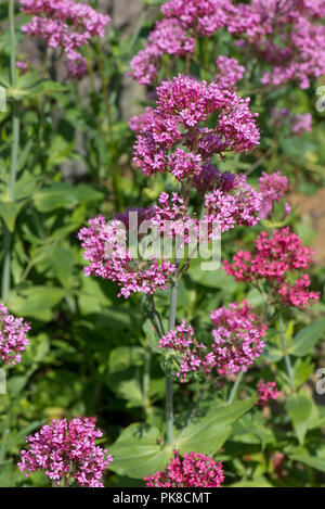 La valériane rouge, Centranthus ruber, grande plante à fleurs sur un jardin de rocaille, Berkshire, juin Banque D'Images