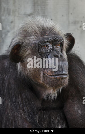 (Pan troglodytes chimpanzé commun), également connu sous le nom de chimpanzé robuste. Banque D'Images