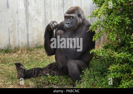 Gorille de plaine de l'ouest (Gorilla gorilla gorilla) au Zoo de Heidelberg à Heidelberg, Bade-Wurtemberg, Allemagne. Banque D'Images