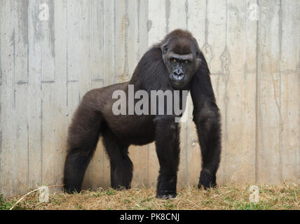 Gorille de plaine de l'ouest (Gorilla gorilla gorilla) au Zoo de Heidelberg à Heidelberg, Bade-Wurtemberg, Allemagne. Banque D'Images