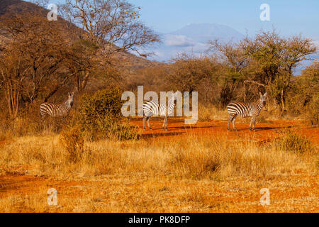 Zèbres dans la savane de l'Est de Tsavo, au Kenya Banque D'Images