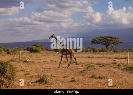 Girafe à Tsavo West National Park, Kenya. Banque D'Images