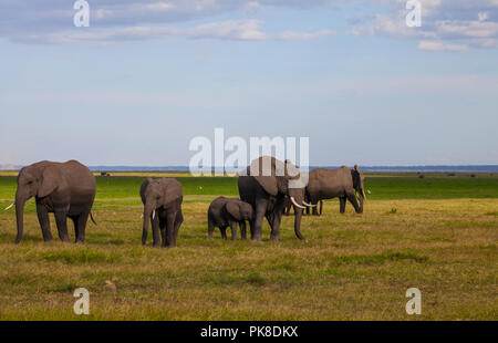 Parc National d'Amboseli. Beau paysage - vue majestueuse du mont Kilimandjaro et les éléphants... Banque D'Images