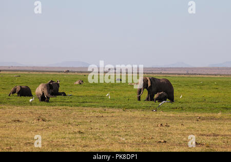 Parc National d'Amboseli. Beau paysage - vue majestueuse du mont Kilimandjaro et les éléphants... Banque D'Images