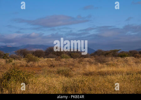 Dans le parc national de Tsavo Ouest Kenya Banque D'Images