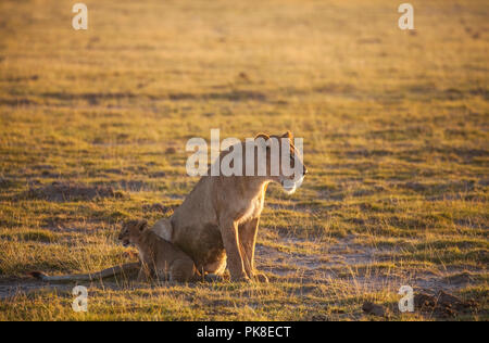 Maman lion invite les quatre autres petits à se retirer de l'espace ouvert à la brousse - une grande quantité de machines safari sa distraction. Amboseli Nati Banque D'Images