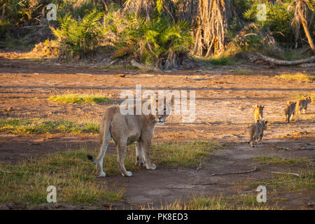 Maman lion invite les quatre autres petits à se retirer de l'espace ouvert à la brousse - une grande quantité de machines safari sa distraction. Amboseli Nati Banque D'Images