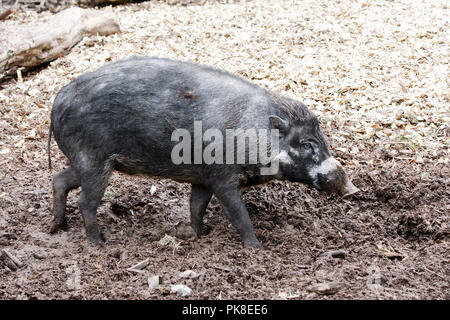 Warty Visayan pig (sus cebifrons negrinus) une espèce originaire des Philippines Banque D'Images