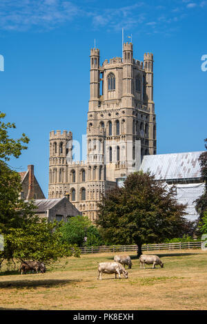 Cathédrale d’Ely Banque D'Images