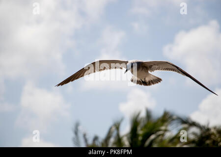 Vol d'oiseaux dans l'air avec des nuages et des cimes des arbres en arrière-plan. Mouette volant dans le ciel. Banque D'Images