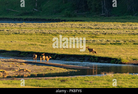 Cross River Elk dans Lamar Valley en fin d'après-midi la lumière Banque D'Images