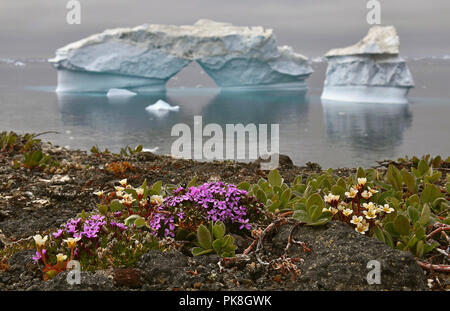 Iceberg flottant dans l'eau au large de la côte du Groenland. Fleurs sur la rive. La nature et les paysages du Groenland. Banque D'Images