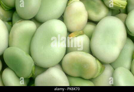 Récolté fèves (Vicia faba) Banque D'Images