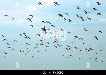 L'hélicoptère vole dans une volée de flamants. Fond de Ciel bleu. Le lac Natron. La Tanzanie. Afrique du Sud Banque D'Images