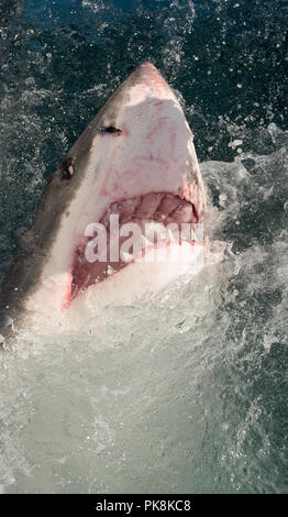 Le grand requin blanc, Carcharodon carcharias, avec la bouche ouverte. Grand requin blanc (Carcharodon carcharias) dans l'eau de mer une attaque. La chasse d'un grand Wh Banque D'Images