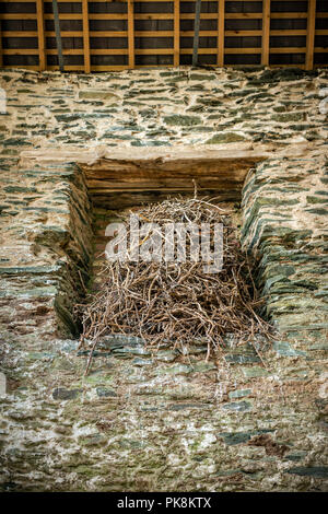 Un énorme oiseaux nichent dans une vieille maison de la pompe à Parys Mountain Mine de cuivre de Anglesey, au nord du Pays de Galles Banque D'Images
