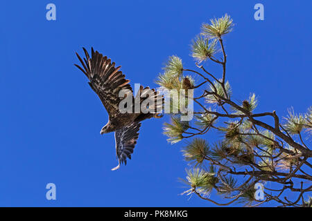 Pygargue à tête blanche juvénile d'oiseaux à Big Bear Lake en Californie Banque D'Images