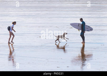 Un chien qui jappe à un surfer sur la plage de Fistral Newquay en Cornouailles. Banque D'Images