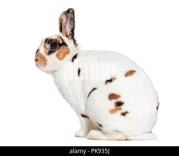 Lapin Rex dalmatien, assis à l'arrière-plan blanc Banque D'Images