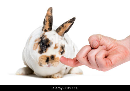 Rex Lapin Dalmatien étant caressé contre fond blanc Banque D'Images