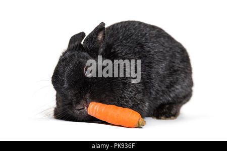 Lapin nain, against white background Banque D'Images