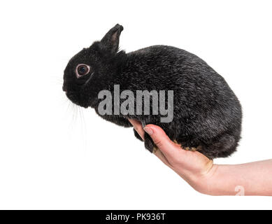 Lapin nain haled dans main contre fond blanc Banque D'Images