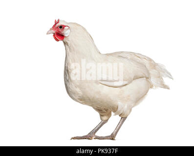 La Fleche chicken standing against white background Banque D'Images