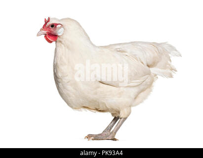 La Fleche chicken standing against white background Banque D'Images