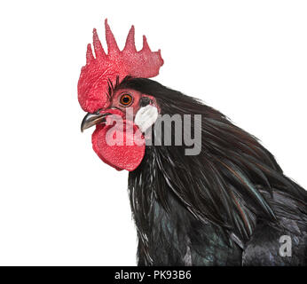 Bassette MANUFACTURE LIEGEOISE, une race de gros poulet bantam de Belgique, Close up against white background Banque D'Images