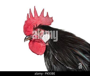 Bassette MANUFACTURE LIEGEOISE, une race de gros poulet bantam de Belgique, Close up against white background Banque D'Images