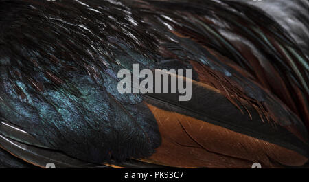 Bassette MANUFACTURE LIEGEOISE, une race de gros poulet bantam de Belgique, Close up against white background Banque D'Images