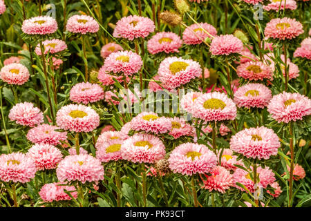 Chine Aster, Callistephus chinensis 'matsumoto Pink' Asters Banque D'Images