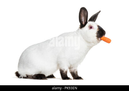 Lapin russe holding de carottes à bouche contre fond blanc Banque D'Images