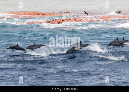 Une famille de dauphins sauter le long du récif à l'atoll du millénaire dans le sud de l'îles de la ligne de Kiribati. Banque D'Images