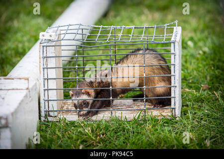 Un furet brun assis à l'intérieur d'un petit panier métallique prêt pour la course à la plaine d'Amérique de 2010 à Somerset Banque D'Images