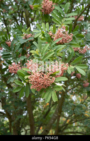 Sorbus bellona. Rowan Tree Fruits rouges sur un arbre. UK Banque D'Images